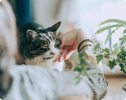 観葉植物のそばで飼い猫を撫でる手